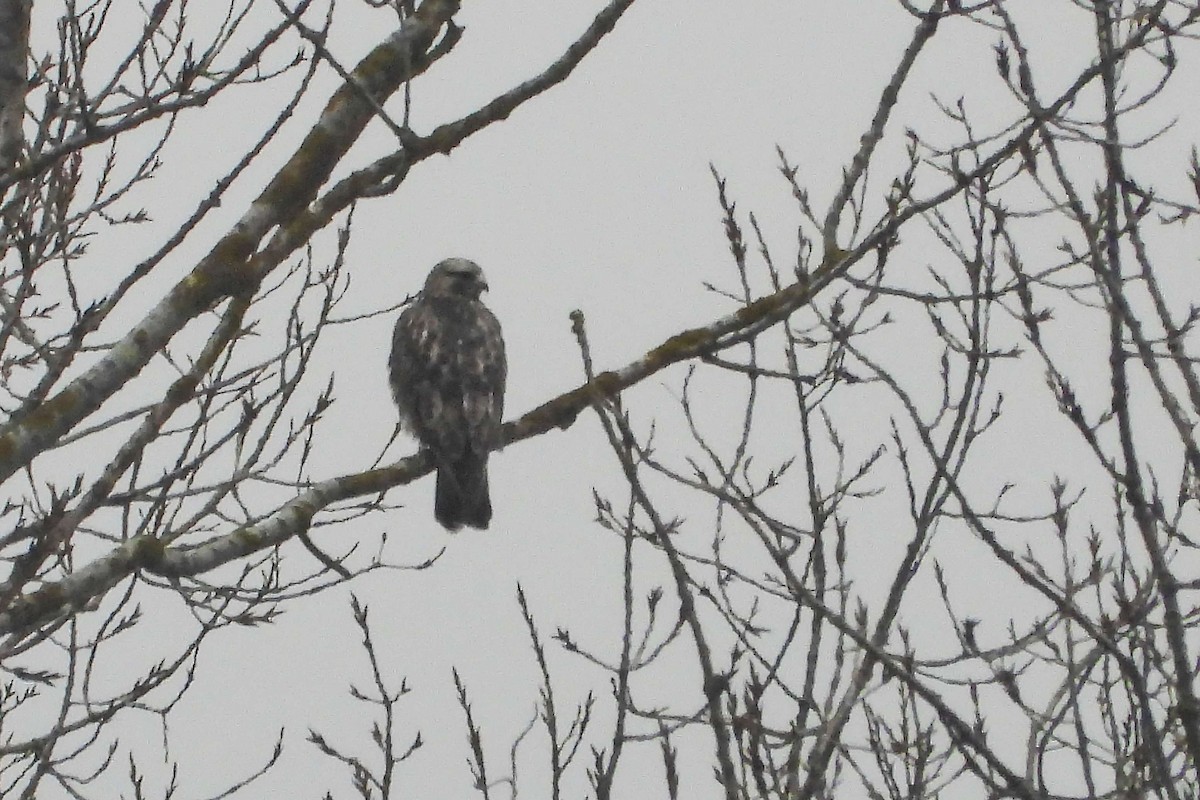 Rough-legged Hawk - ML646358123