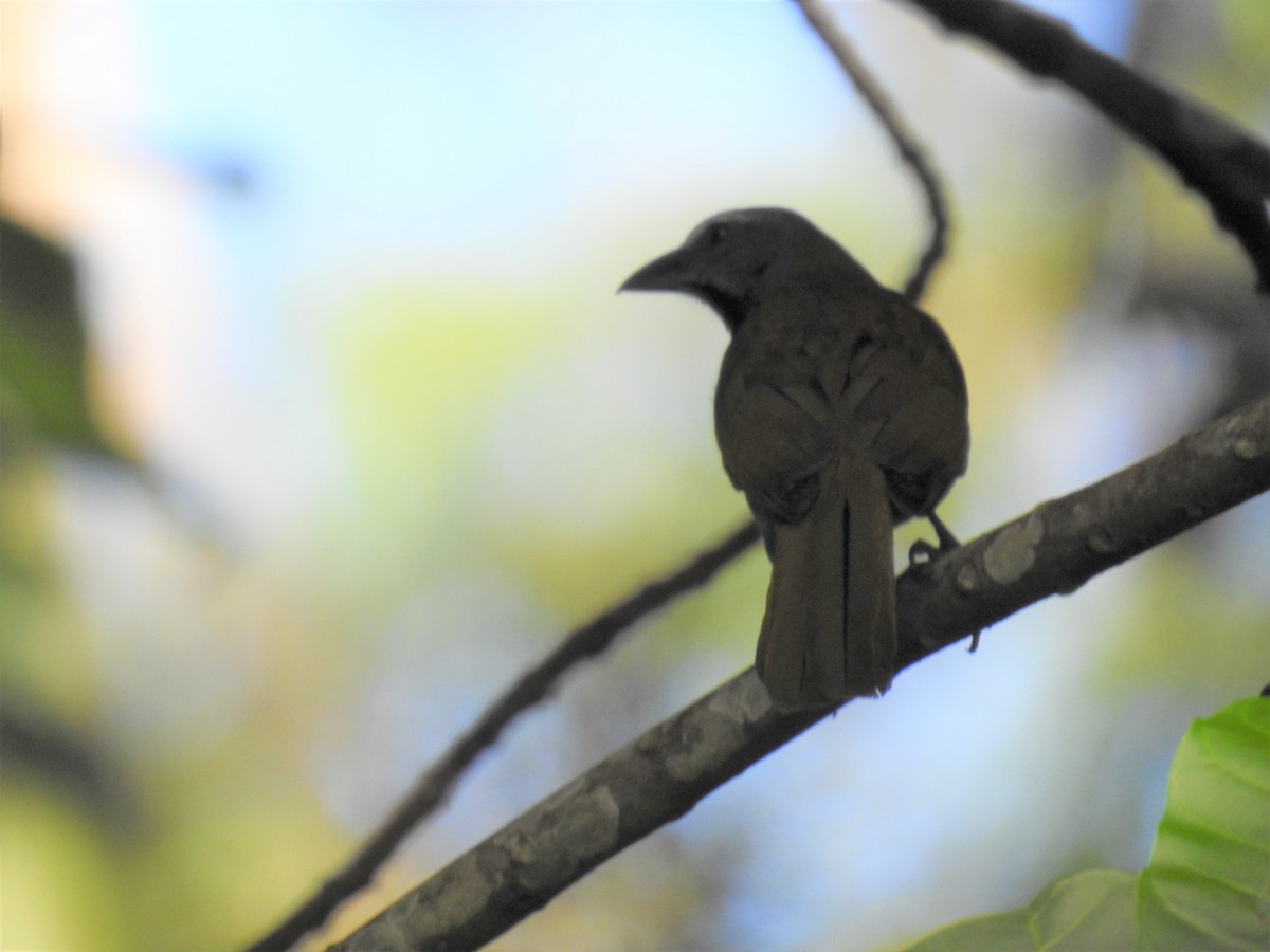 Buff-throated Saltator - ML646358124