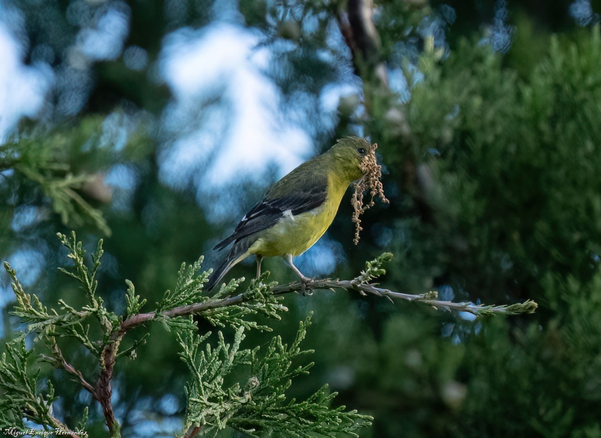 Lesser Goldfinch - ML646358125
