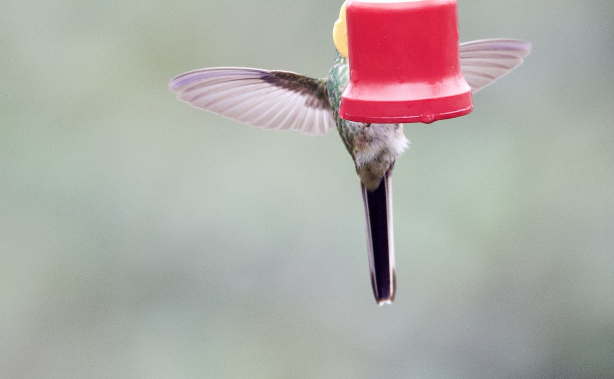 Green-tailed Trainbearer - ML646358129