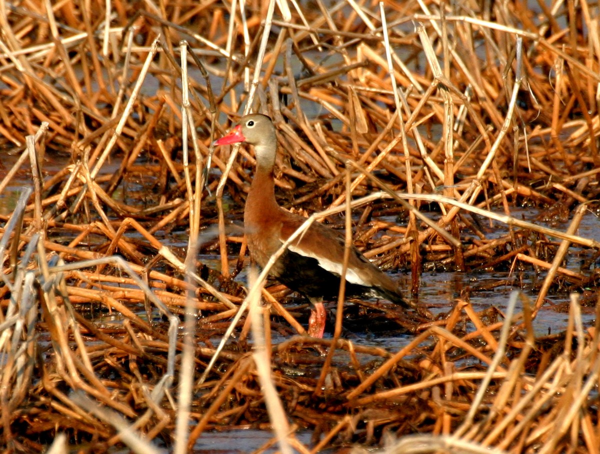 Black-bellied Whistling-Duck (Northern) - ML646358130