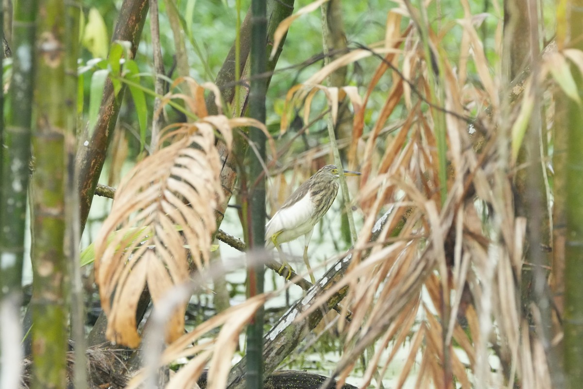 Ardeola sp. - ML646358132