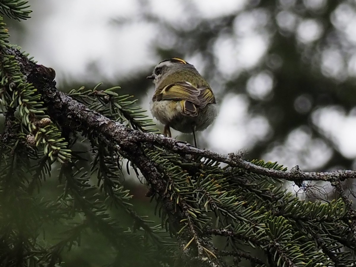Golden-crowned Kinglet - ML646358133