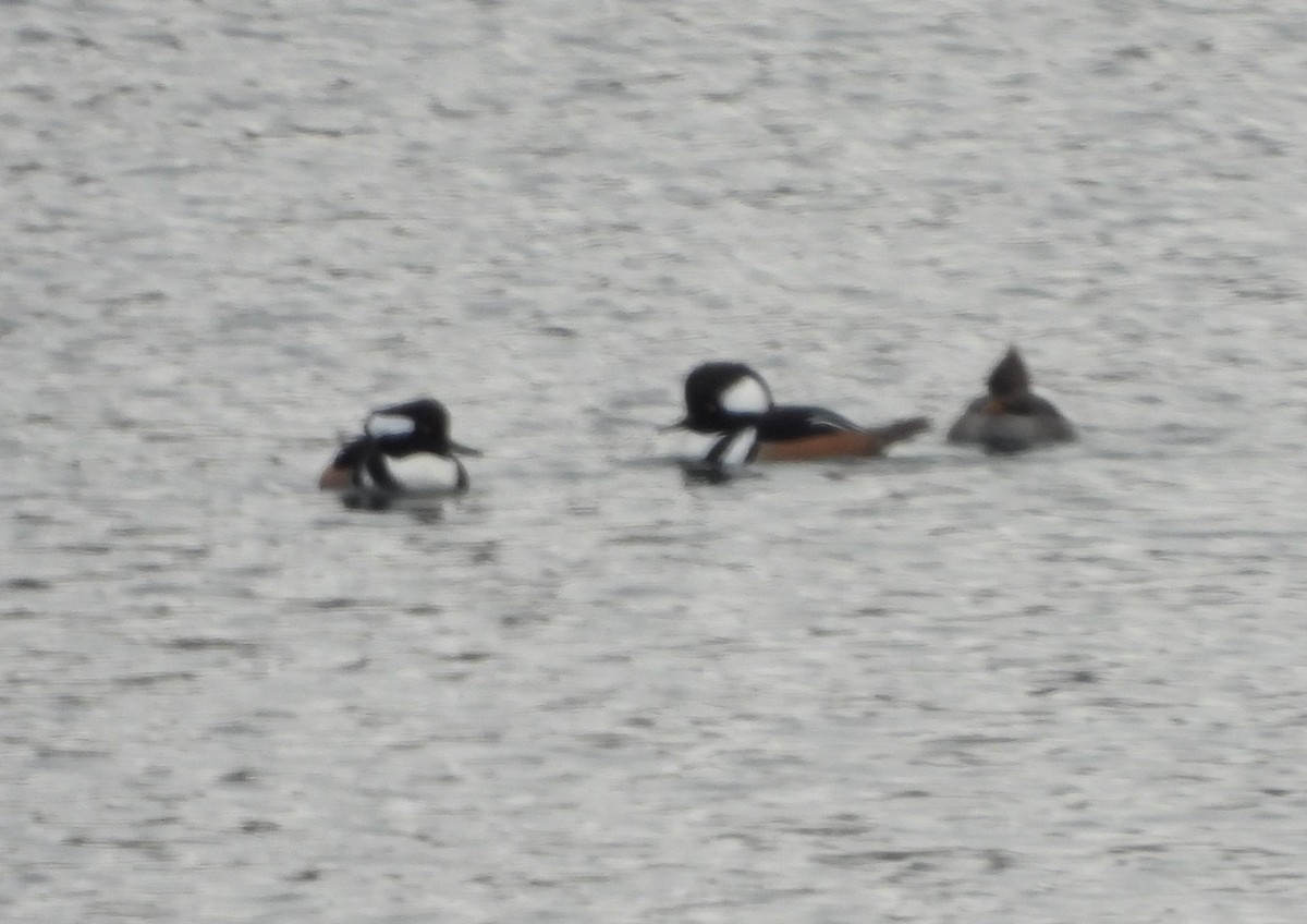 Hooded Merganser - ML646358134