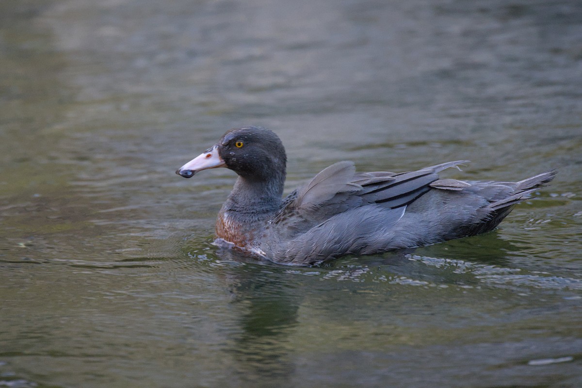 Blue Duck - ML646358135