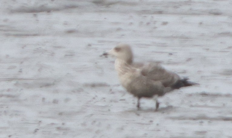 American Herring Gull - ML646358141