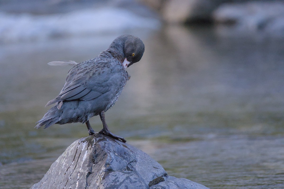 Blue Duck - ML646358146