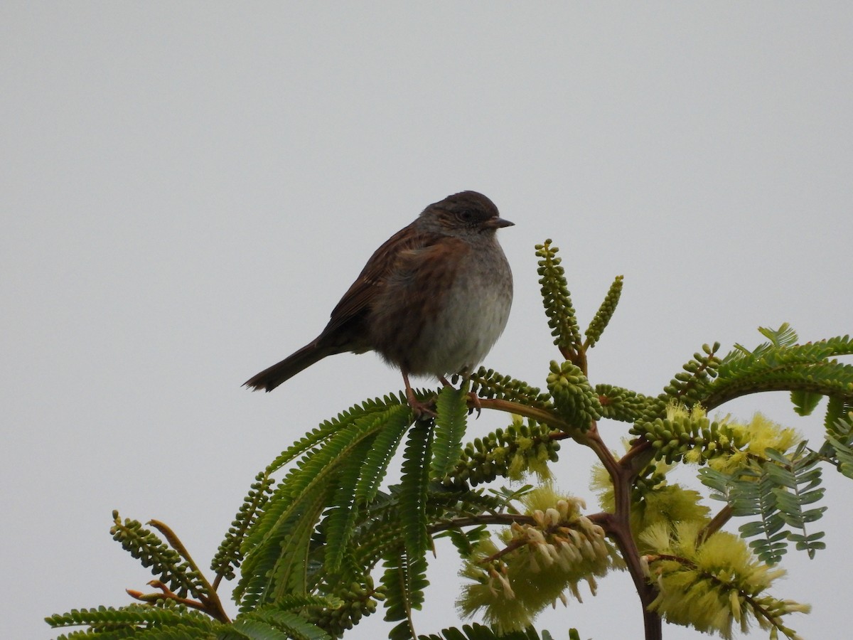 Dunnock - ML646358147