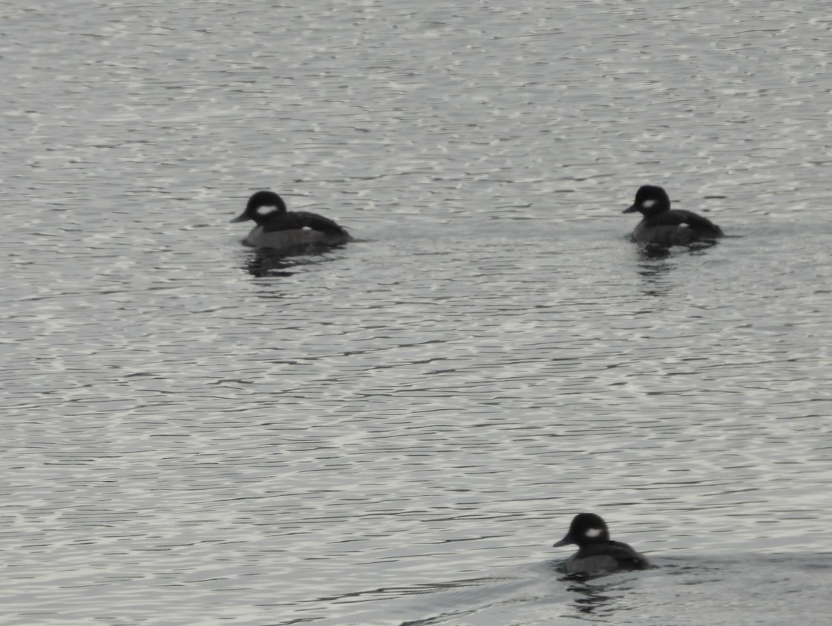 Bufflehead - ML646358152
