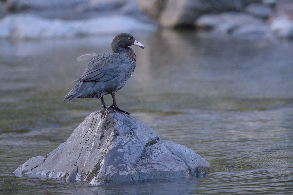 Blue Duck - ML646358154