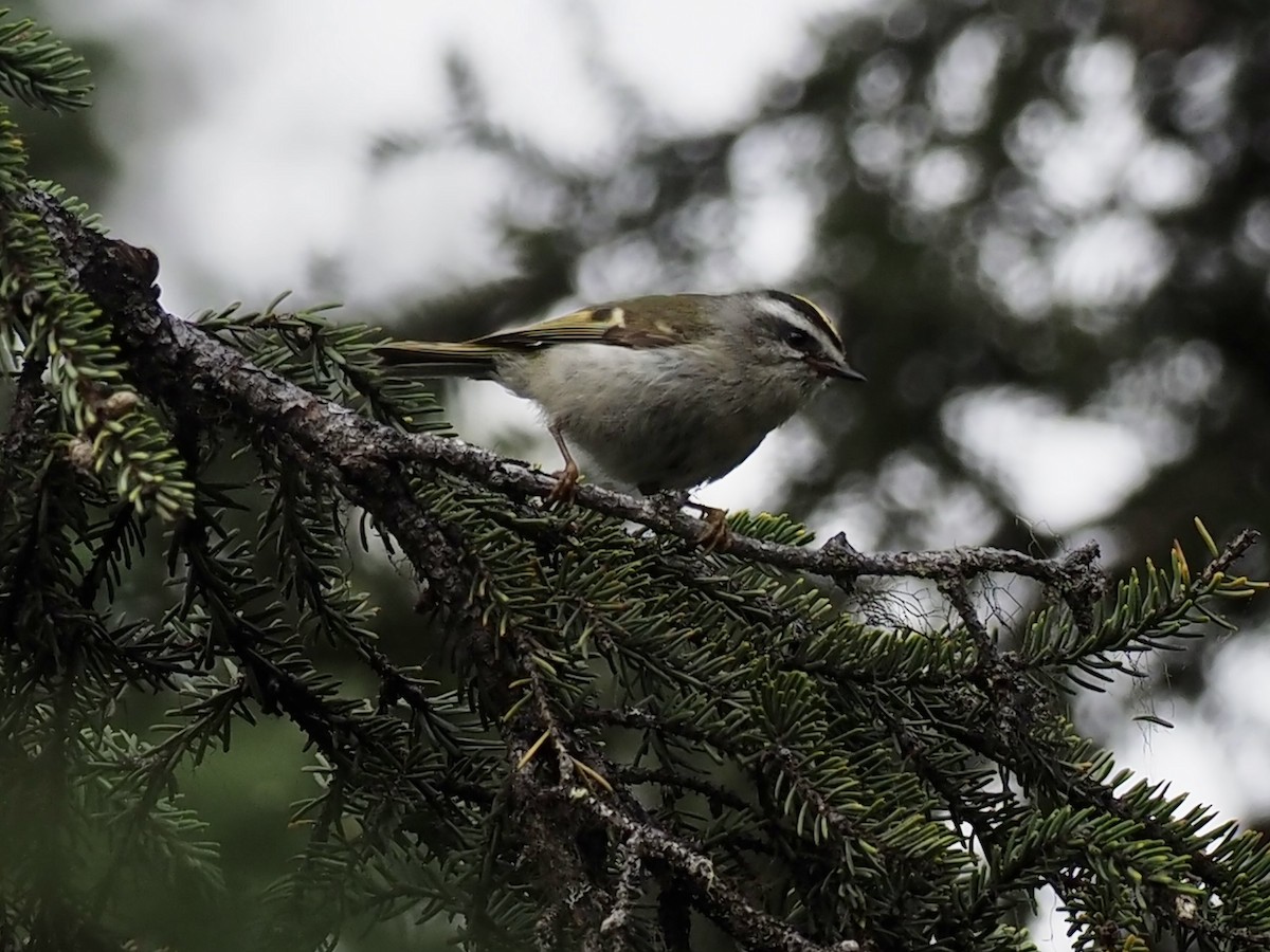Golden-crowned Kinglet - ML646358155