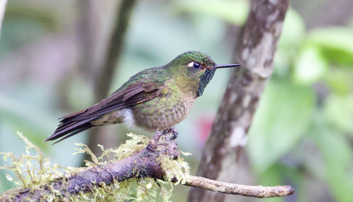 Tyrian Metaltail - ML646358156