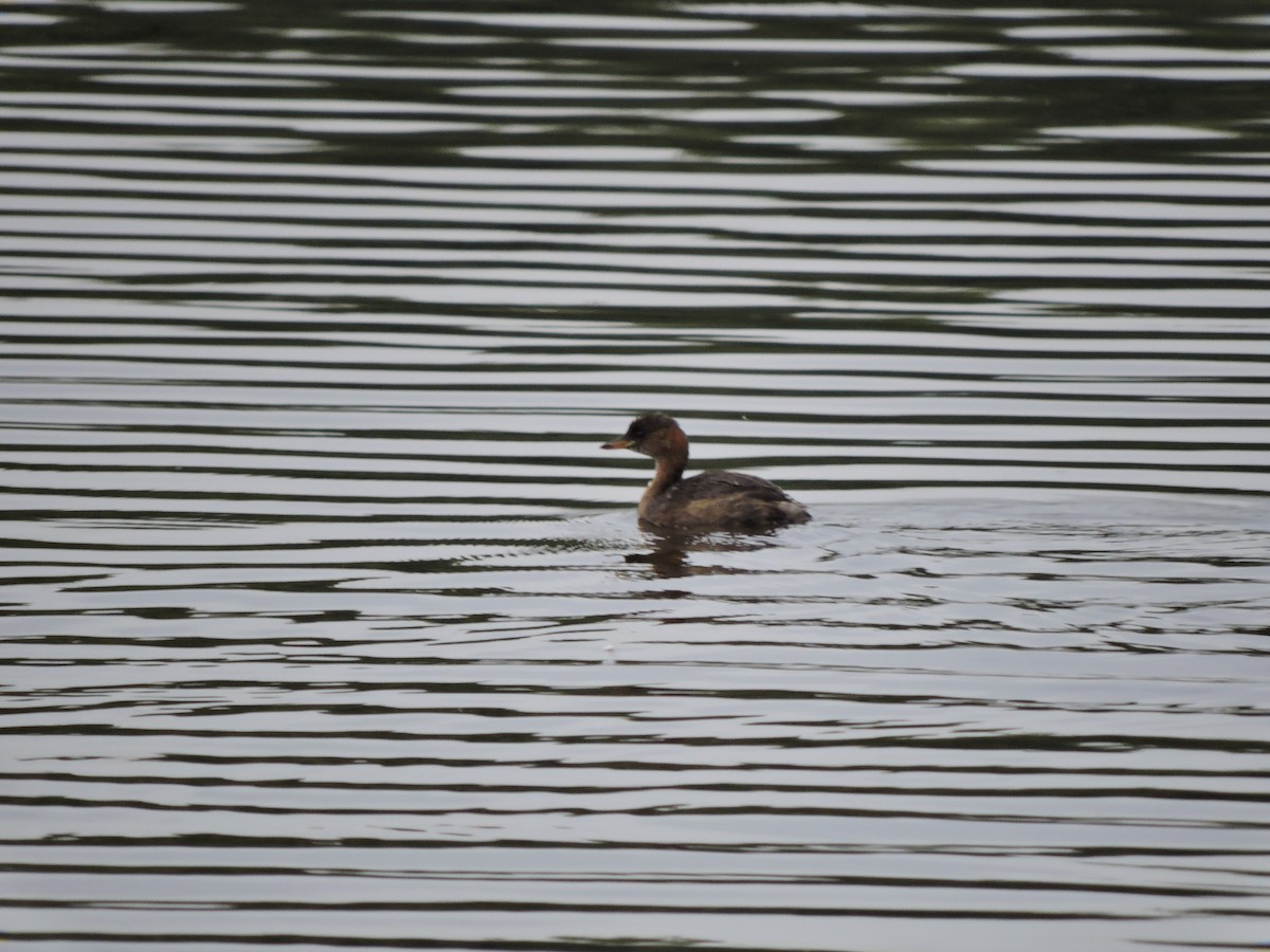 Little Grebe - ML646358161