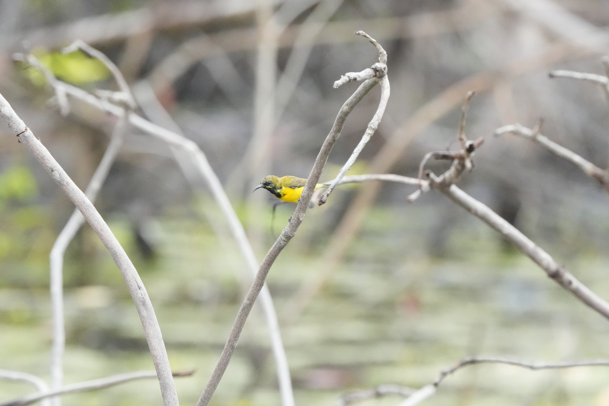 parksolfugl - ML646358162