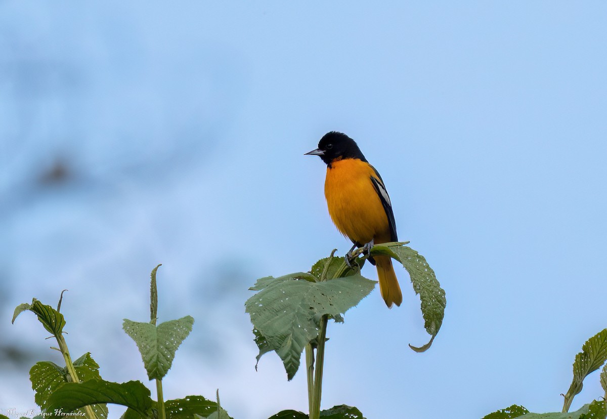 Baltimore Oriole - ML646358163