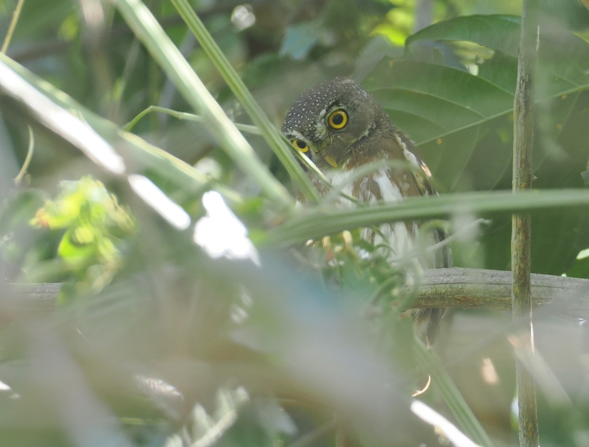 ハーディスズメフクロウ - ML646358167