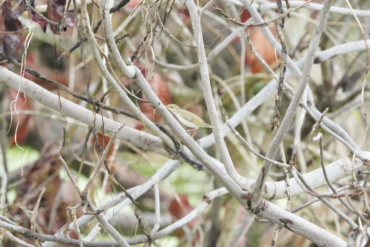 lappsanger - ML646358168