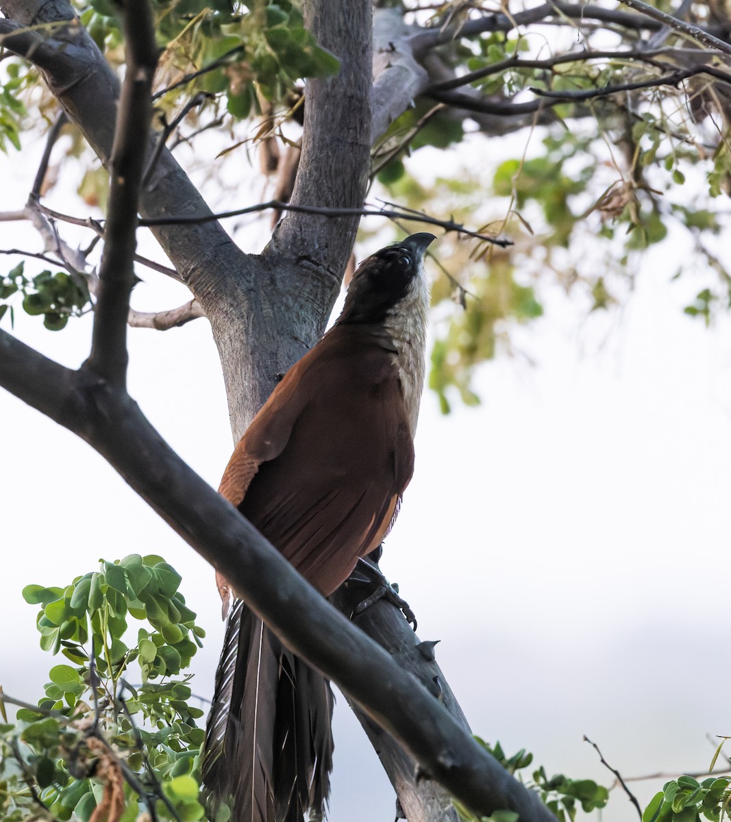 ドウイロオナガバンケン - ML646358171