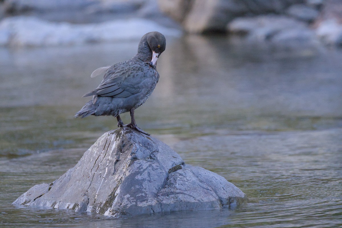 Blue Duck - ML646358172