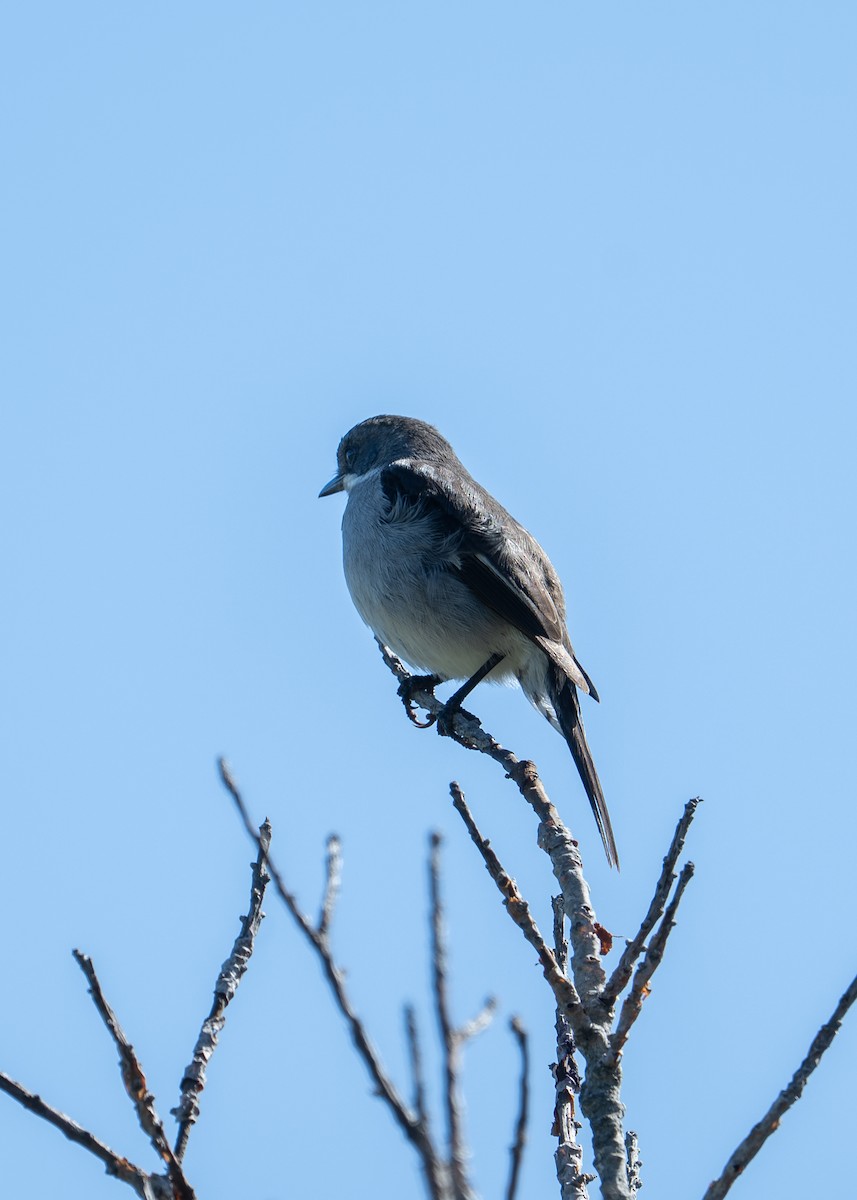 Fiscal Flycatcher - ML646358174