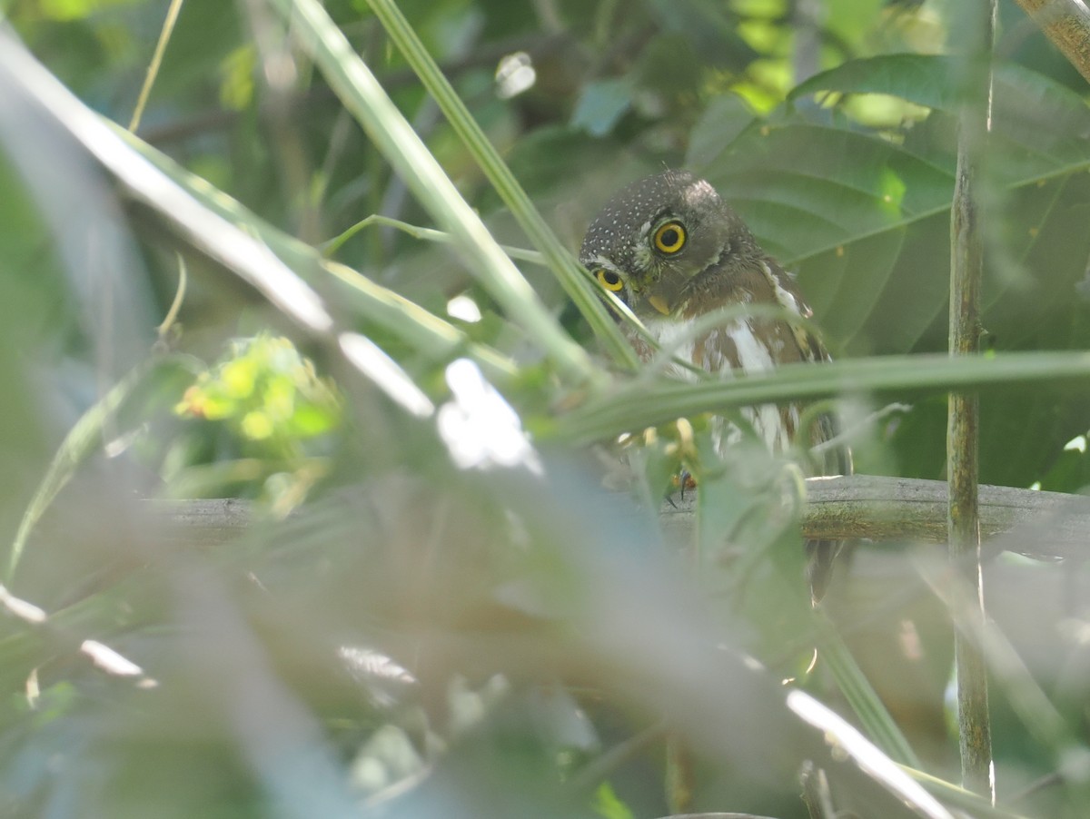 ハーディスズメフクロウ - ML646358175