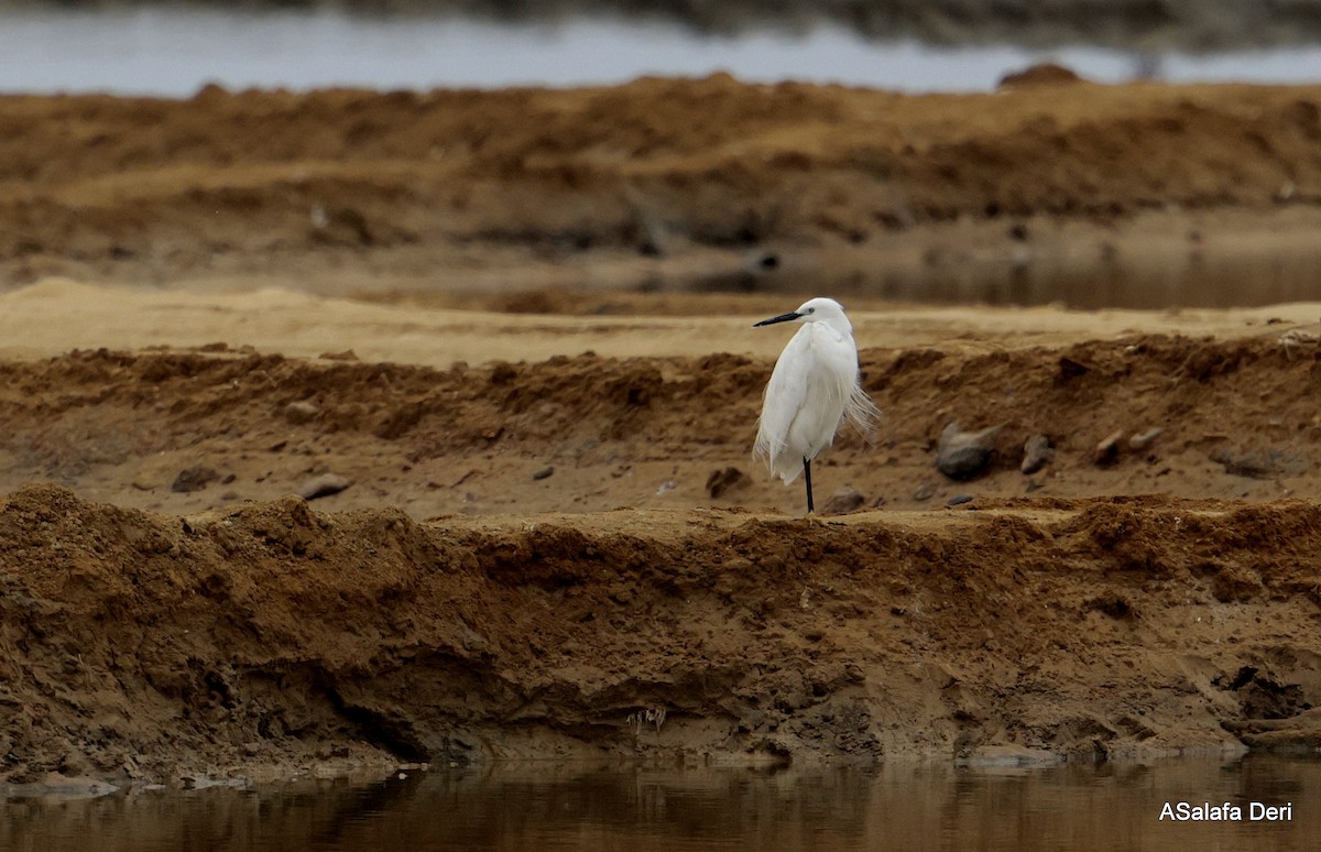Little Egret (Western) - ML646358176