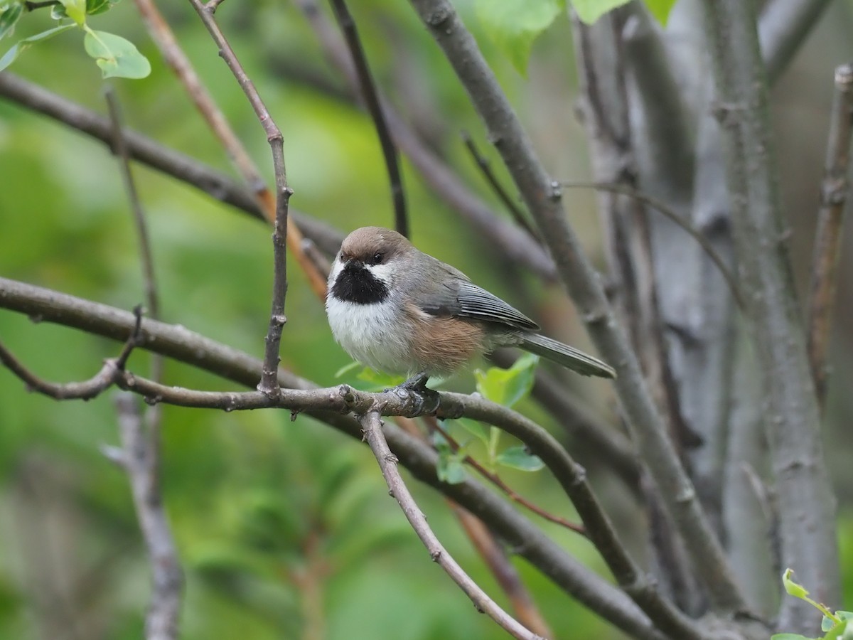 Boreal Chickadee - ML646358177