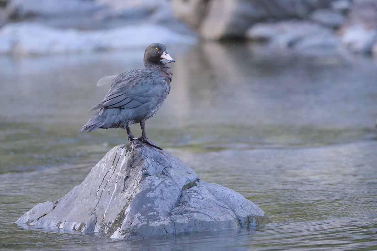 Blue Duck - ML646358179