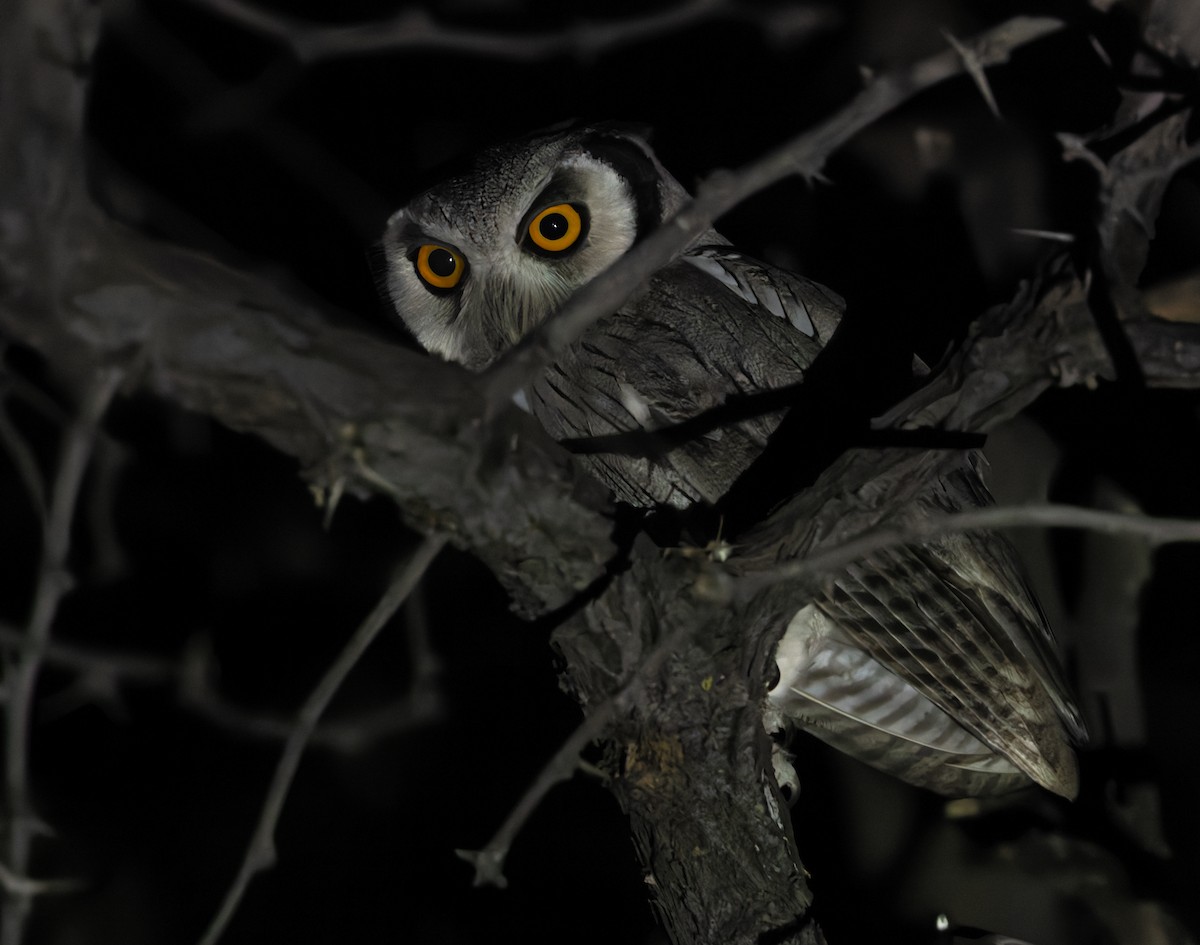 Southern White-faced Owl - ML646358180