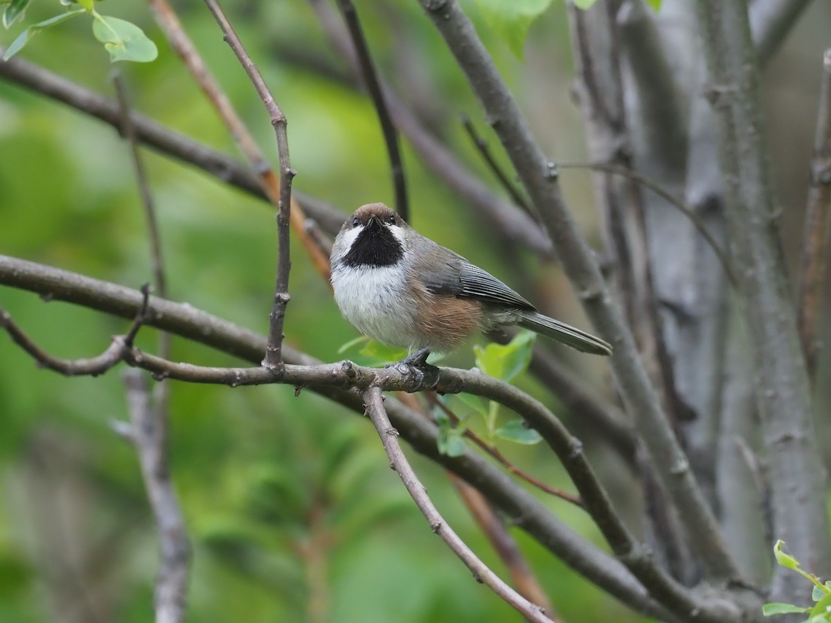 Boreal Chickadee - ML646358182