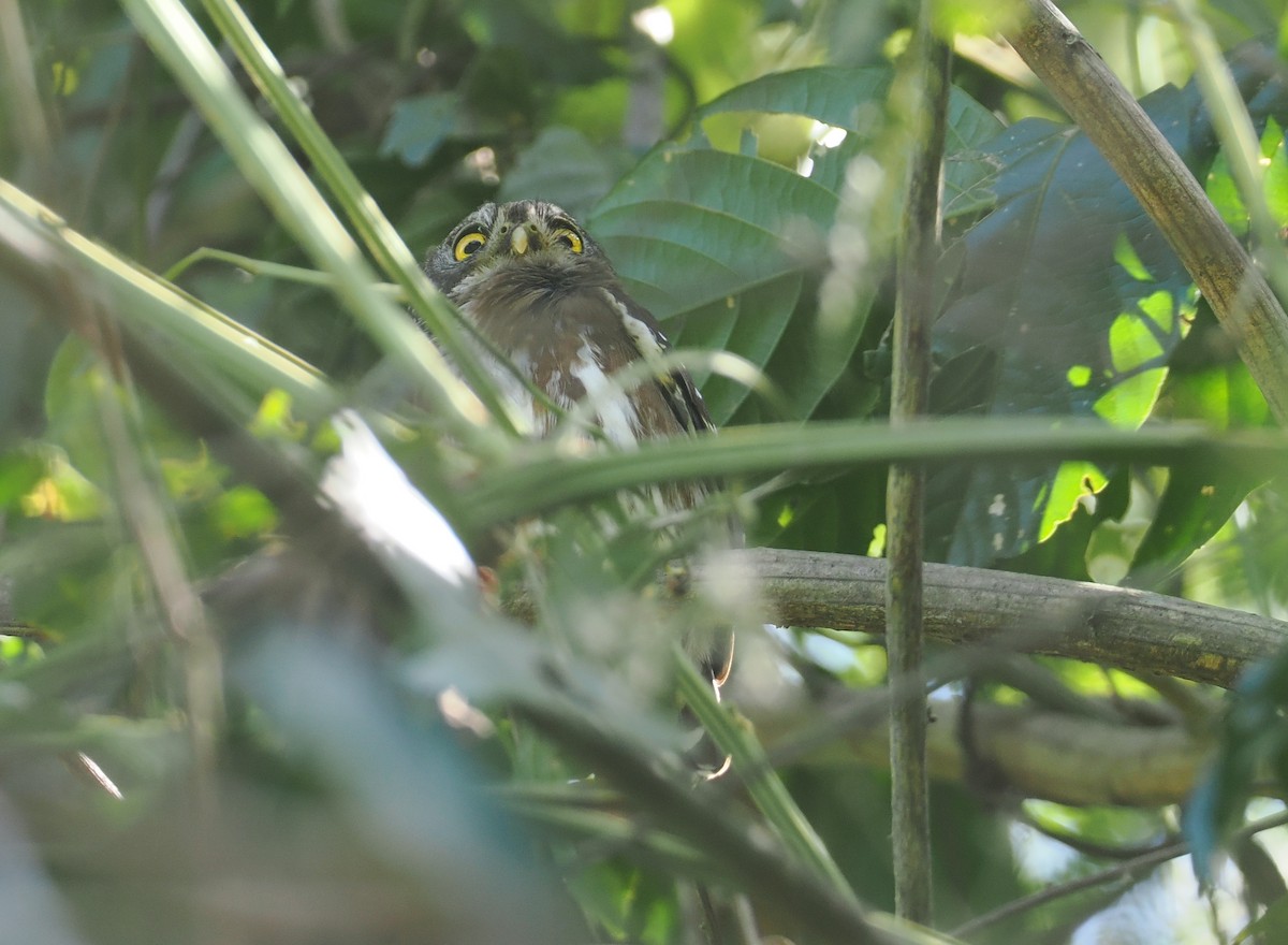 ハーディスズメフクロウ - ML646358183