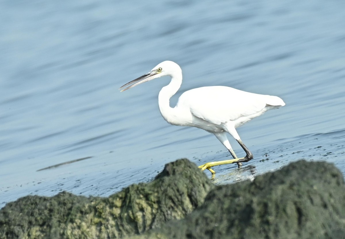 Garzetta - ML646358186