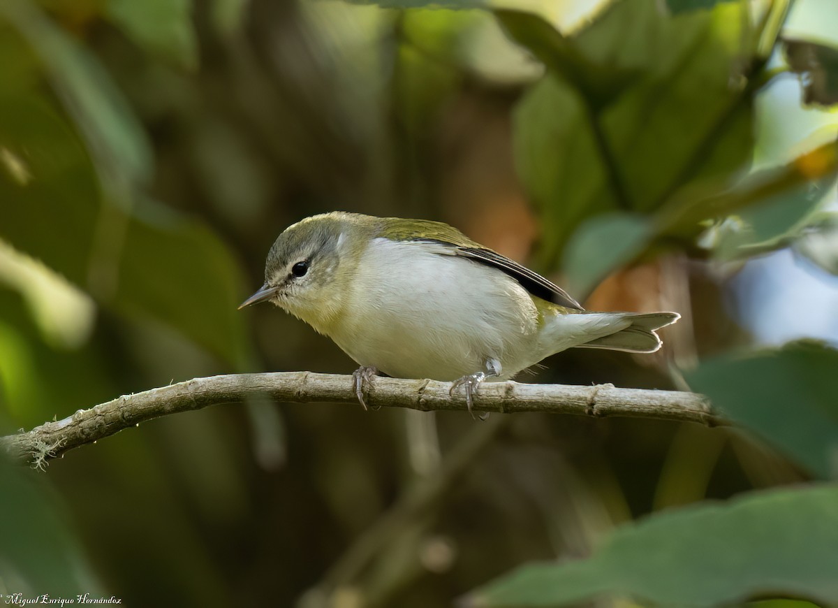 Tennessee Warbler - ML646358187