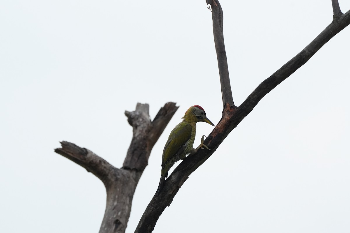 kniplingsspett - ML646358188