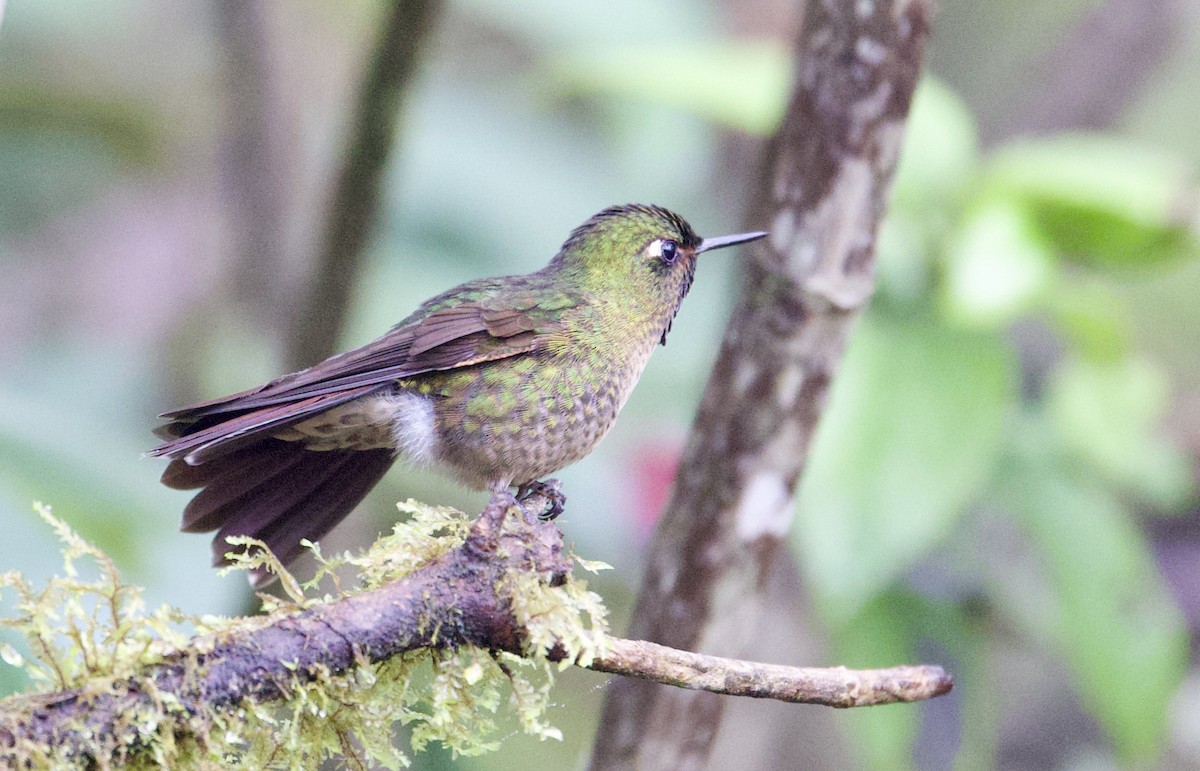 Tyrian Metaltail - ML646358189