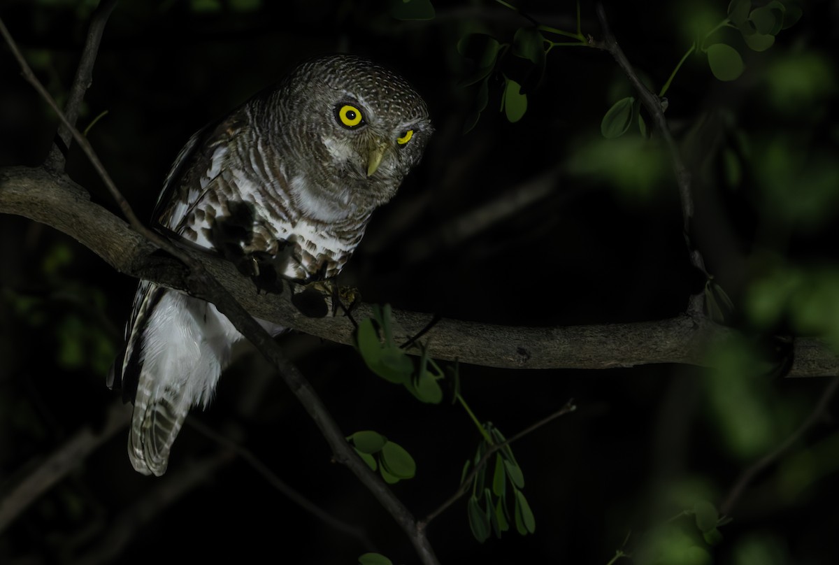 African Barred Owlet - ML646358190