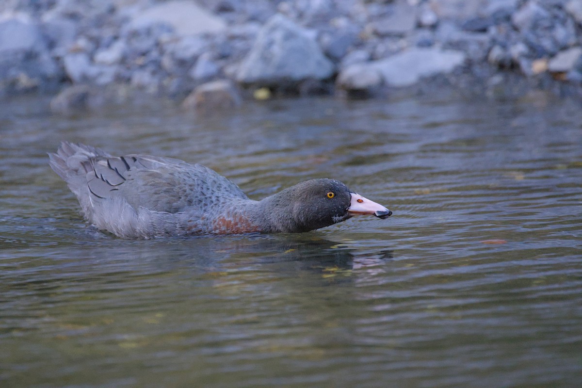 Blue Duck - ML646358191