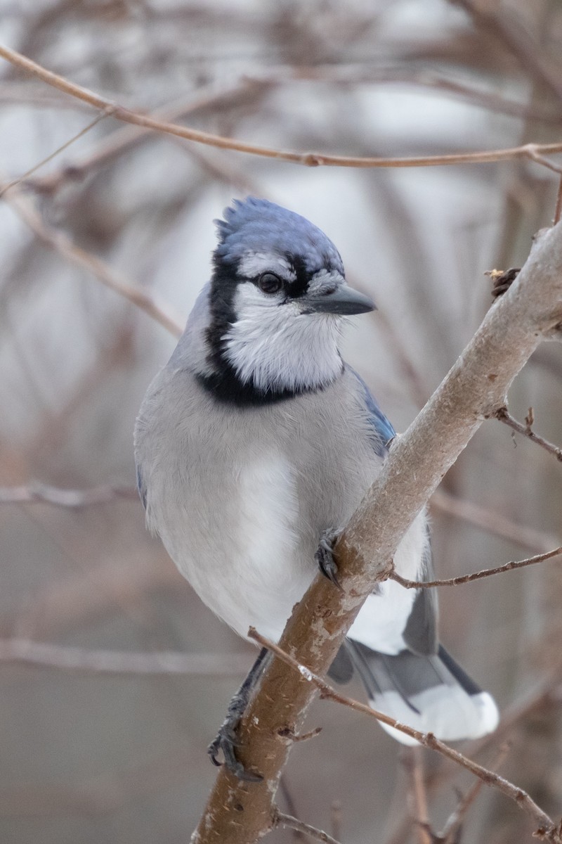 Geai bleu - ML646358192