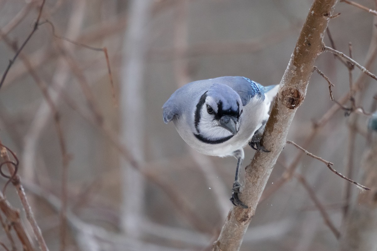 Geai bleu - ML646358193