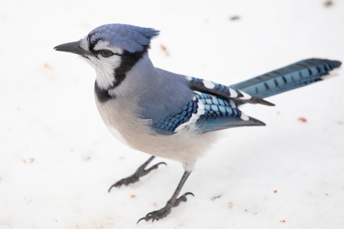 Geai bleu - ML646358194