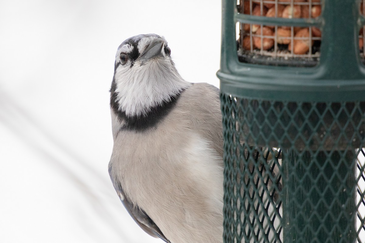 Geai bleu - ML646358197