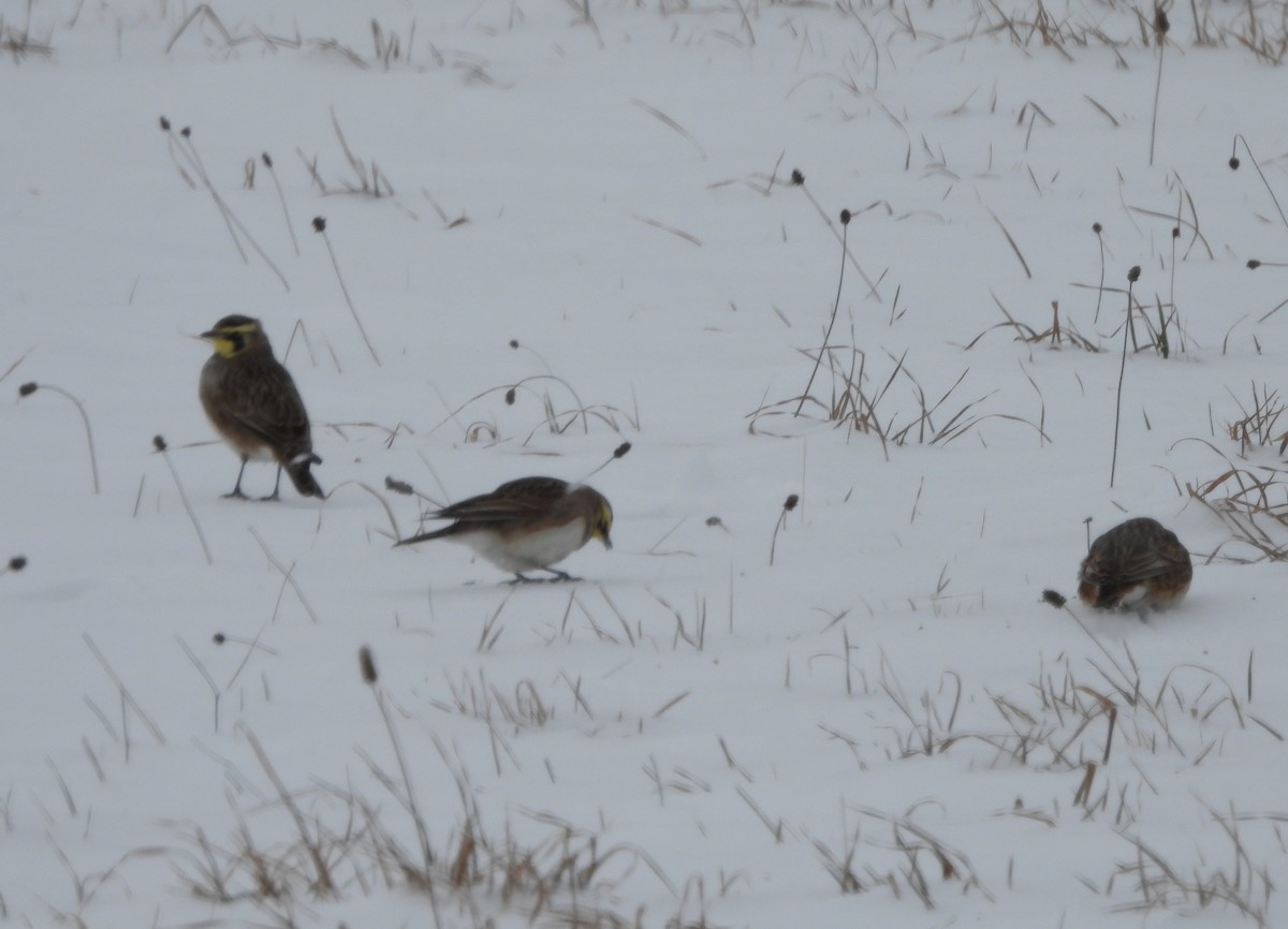 Horned Lark - ML646358198