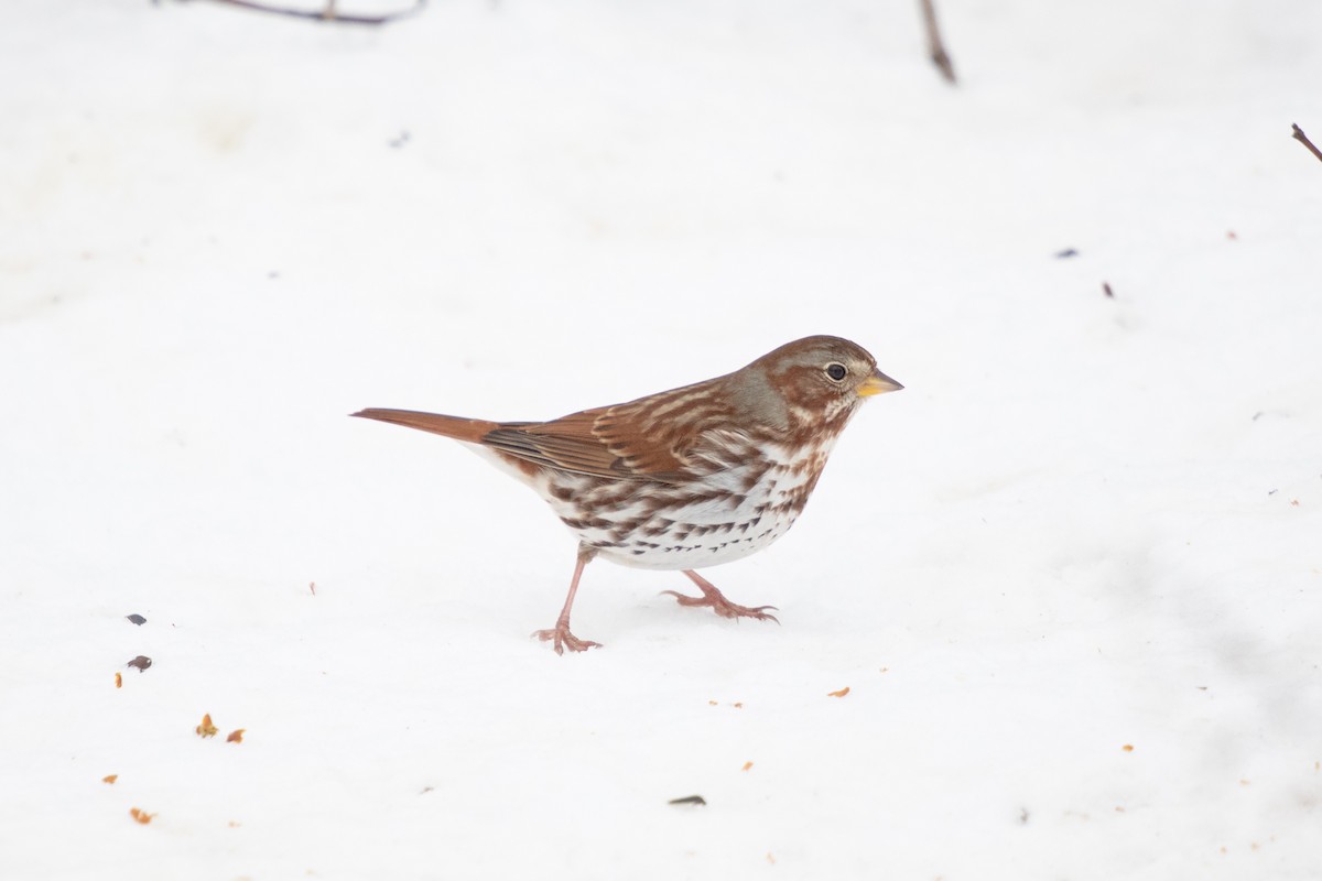 Fox Sparrow - ML646358199
