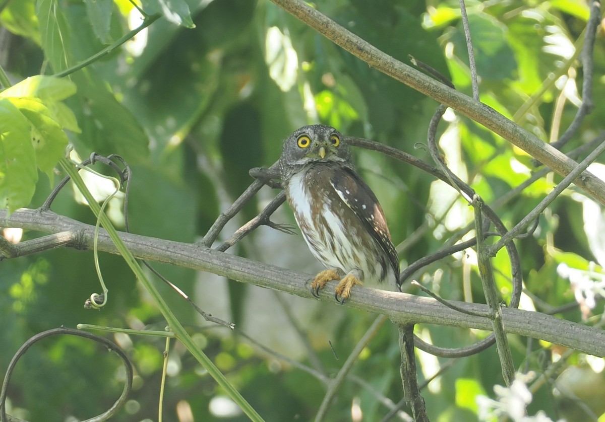 ハーディスズメフクロウ - ML646358201