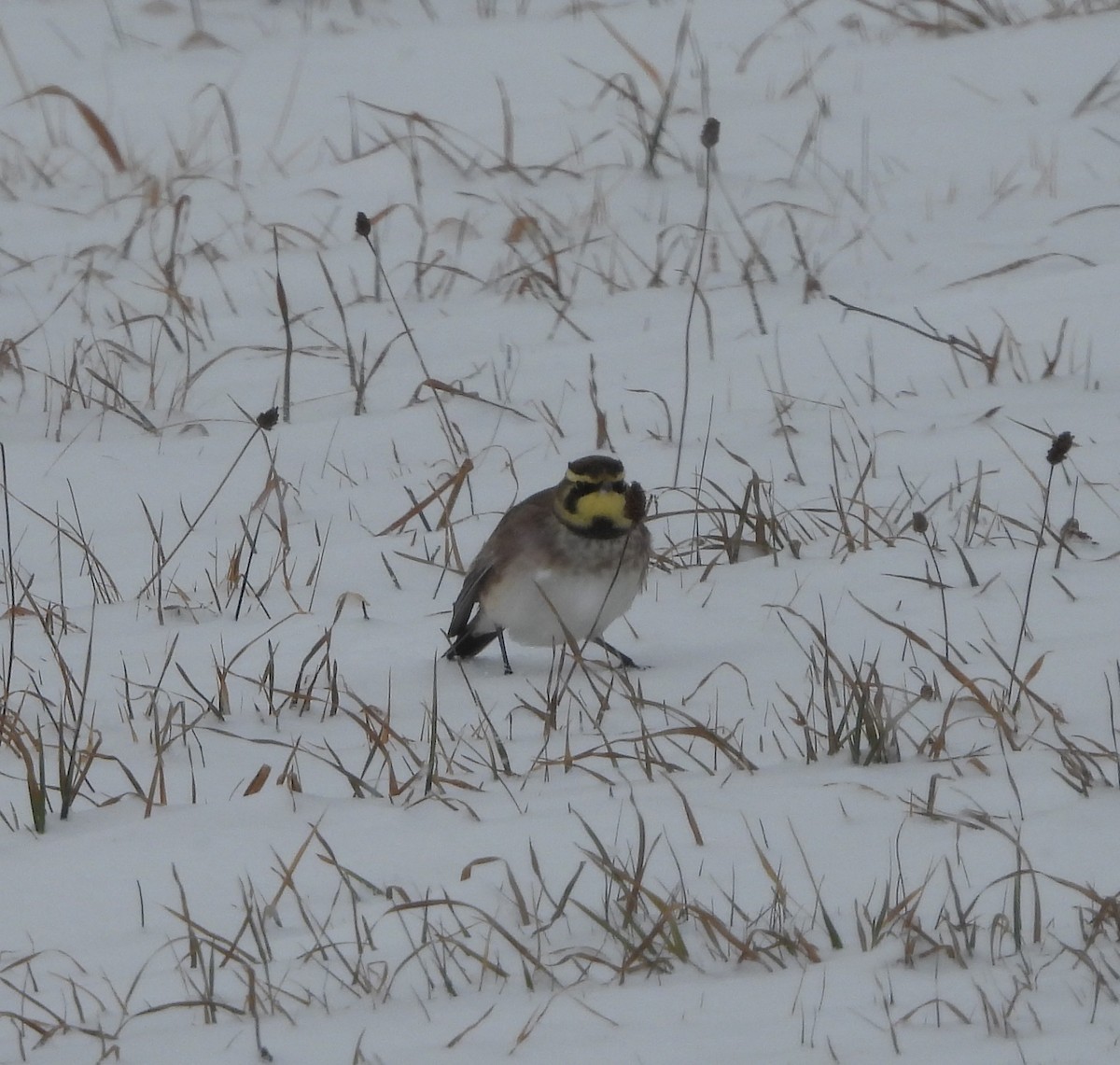 Horned Lark - ML646358202