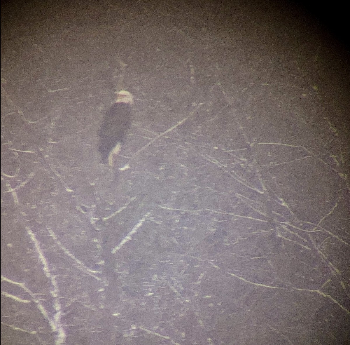 Bald Eagle - ML646358203