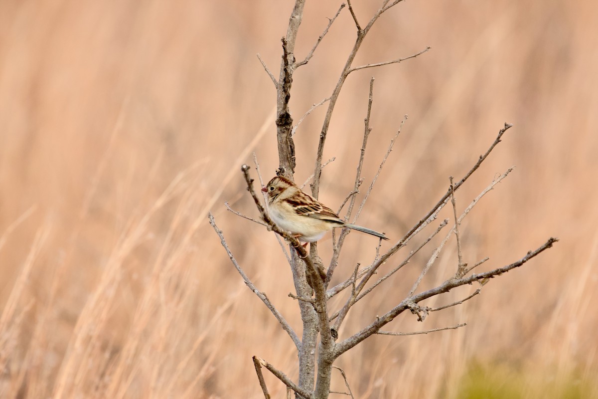 Field Sparrow - ML646358204