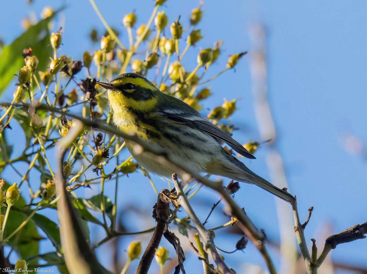 Townsend's Warbler - ML646358206