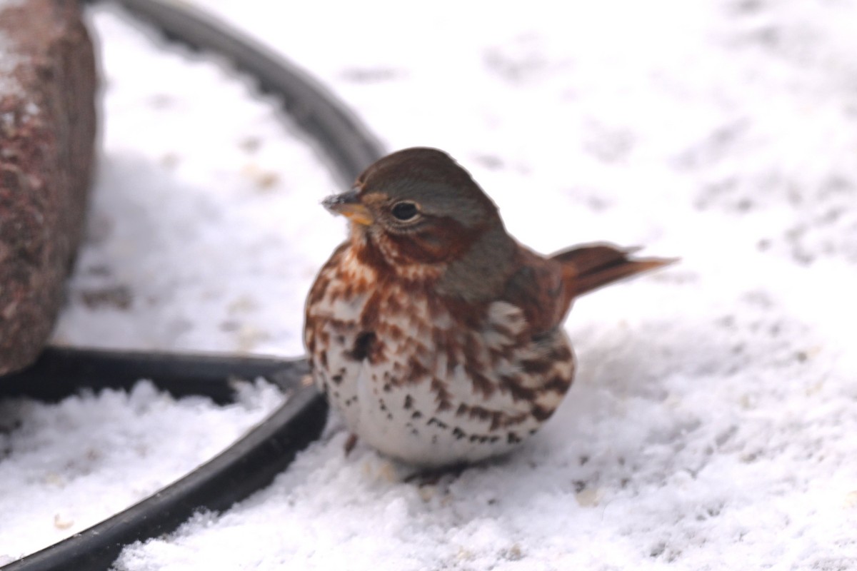 Fox Sparrow - ML646358207