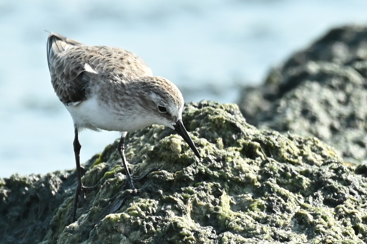 Little Stint - ML646358208